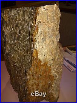 petrified palm stump pound inches texas east tree log over