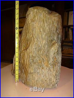 105 pound Petrified Palm Tree Stump Log from East Texas over 16 x 13 inches