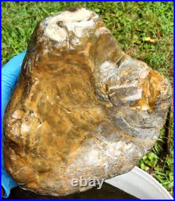 10LB Petrified Agatized Wood Tennessee Fossil Rough RARE