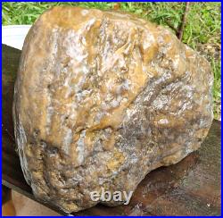 10LB Petrified Agatized Wood Tennessee Fossil Rough RARE