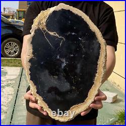 10.14LB Large Natural Petrified Wood Crystal Fossil Slice Shape Specimen Healing
