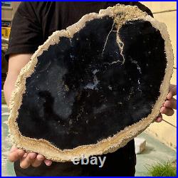 10.14LB Large Natural Petrified Wood Crystal Fossil Slice Shape Specimen Healing