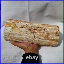 10.2 Polished PETRIFIED WOOD BRANCH Fossil Madagascar A3129