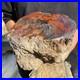 10_3lb_Rare_Natural_petrified_wood_rough_Wood_fossil_mineral_specimen_healing_01_wvx