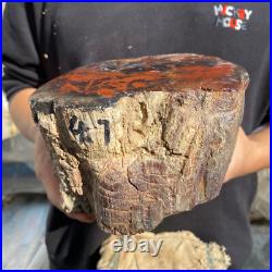 10.3lb Rare Natural petrified wood rough Wood fossil mineral specimen healing 10.3lb Rare Natural petrified wood rough Wood fossil mineral specimen healing