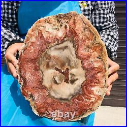 10.45LB Natural Petrified Wood Fossil Crystal Polished Slices Healing HH23