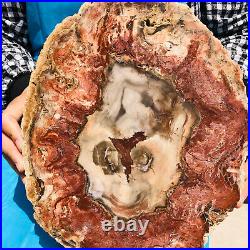 10.45LB Natural Petrified Wood Fossil Crystal Polished Slices Healing HH23