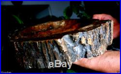 10.4 13.47Ib Natural Stone Petrified Wood Fossil Crystal Ashtray Madagascar