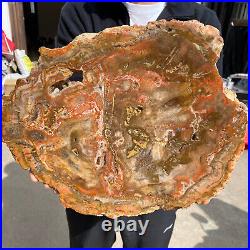 10.4lb Rare Natural Petrified Wood Fossil Crystal Rough Slice From Madagascar