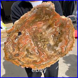 10.4lb Rare Natural Petrified Wood Fossil Crystal Rough Slice From Madagascar