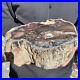 10_5lb_Rare_Natural_petrified_wood_rough_Wood_fossil_mineral_specimen_healing_01_emq