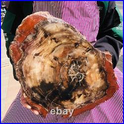 10.64LB Natural Petrified Wood Fossil Crystal Polished Slice Madagascar 297