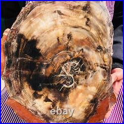 10.64LB Natural Petrified Wood Fossil Crystal Polished Slice Madagascar 297