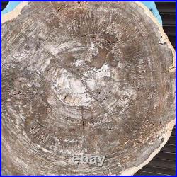 10.78KG Natural Petrified Wood Fossil Crystal Polished Slice Madagascar 38