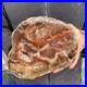 10_7LB_Natural_petrified_wood_rough_Wood_fossil_mineral_specimen_healing_energy_01_tpwu