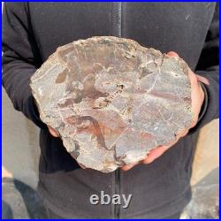 10.7LB Natural petrified wood rough Wood fossil mineral specimen healing energy