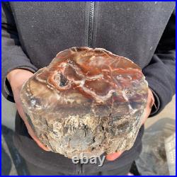 10.7lb Rare Natural petrified wood rough Wood fossil mineral specimen healing 10.7lb Rare Natural petrified wood rough Wood fossil mineral specimen healing