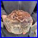 10_7lb_Rare_Natural_petrified_wood_rough_Wood_fossil_mineral_specimen_healing_01_xh
