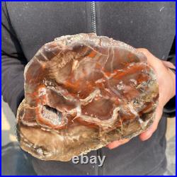 10.7lb Rare Natural petrified wood rough Wood fossil mineral specimen healing 10.7lb Rare Natural petrified wood rough Wood fossil mineral specimen healing
