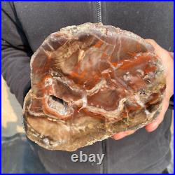 10.7lb Rare Natural petrified wood rough Wood fossil mineral specimen healing 10.7lb Rare Natural petrified wood rough Wood fossil mineral specimen healing