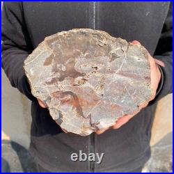 10.7lb Rare Natural petrified wood rough Wood fossil mineral specimen healing 10.7lb Rare Natural petrified wood rough Wood fossil mineral specimen healing