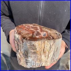 10.7lb Rare Natural petrified wood rough Wood fossil mineral specimen healing 10.7lb Rare Natural petrified wood rough Wood fossil mineral specimen healing