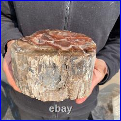 10.7lb Rare Natural petrified wood rough Wood fossil mineral specimen healing 10.7lb Rare Natural petrified wood rough Wood fossil mineral specimen healing