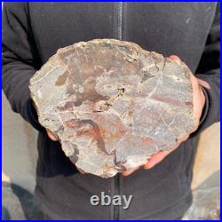 10.7lb Rare Natural petrified wood rough Wood fossil mineral specimen healing 10.7lb Rare Natural petrified wood rough Wood fossil mineral specimen healing