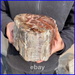10.7lb Rare Natural petrified wood rough Wood fossil mineral specimen healing 10.7lb Rare Natural petrified wood rough Wood fossil mineral specimen healing