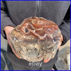 10.7lb Rare Natural petrified wood rough Wood fossil mineral specimen healing 10.7lb Rare Natural petrified wood rough Wood fossil mineral specimen healing