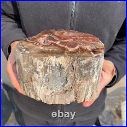 10.7lb Rare Natural petrified wood rough Wood fossil mineral specimen healing 10.7lb Rare Natural petrified wood rough Wood fossil mineral specimen healing