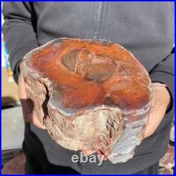 10.8LB Natural petrified wood rough Wood fossil mineral specimen healing energy 10.8LB Natural petrified wood rough Wood fossil mineral specimen healing energy