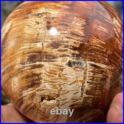 1140g Beautiful Large Petrified Wood Fossil Sphere Crystal Home Decor Specimen