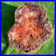 117_8lb_Rare_Natural_Petrified_Wood_Rough_Wood_Fossil_Mineral_Specimen_Healing_01_ajf
