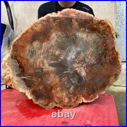 118lb Rare Natural petrified wood rough Wood fossil mineral specimen healing