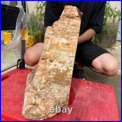 118lb Rare Natural petrified wood rough Wood fossil mineral specimen healing