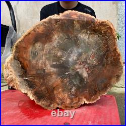 118lb Rare Natural petrified wood rough Wood fossil mineral specimen healing