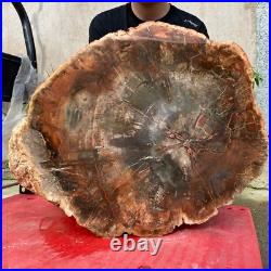 118lb Rare Natural petrified wood rough Wood fossil mineral specimen healing