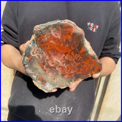 11LB Natural petrified wood rough Wood fossil mineral specimen healing energy