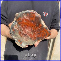 11LB Natural petrified wood rough Wood fossil mineral specimen healing energy