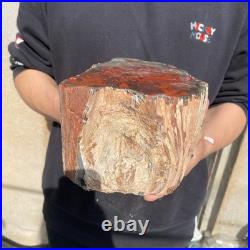 11LB Natural petrified wood rough Wood fossil mineral specimen healing energy