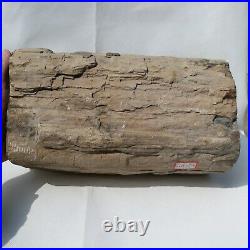 11.0 Polished PETRIFIED WOOD BRANCH Fossil Madagascar A3131