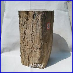 11.0 Polished PETRIFIED WOOD BRANCH Fossil Madagascar A3131