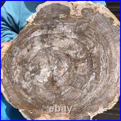 11.27KG Natural Petrified Wood Fossil Crystal Polished Slice Madagascar 43