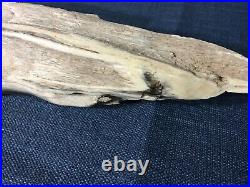 11.4 Pound Petrified Wood Exquisite Beautiful Heavy Polished Gorgeous 25 by 5