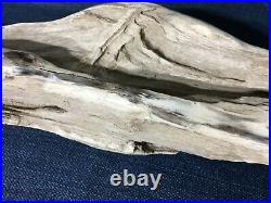 11.4 Pound Petrified Wood Exquisite Beautiful Heavy Polished Gorgeous 25 by 5