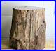 11_Very_Large_Petrified_Fossil_Wood_Interior_Design_Piece_Madagascar_46_3KG_01_bl