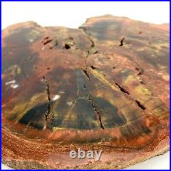 11x9.5 Fossil Petrified Wood Red Rainbow High End Round Arizona Excellent