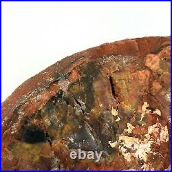 11x9.5 Fossil Petrified Wood Red Rainbow High End Round Arizona Excellent