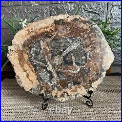 1213Natural Petrified Wood Fossil Crystal Polished Slice Specimen A9774